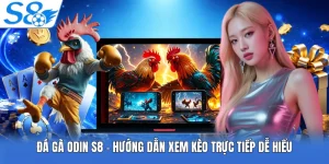 Đá Gà Odin S8 - Hướng Dẫn Xem Kèo Trực Tiếp Dễ Hiểu